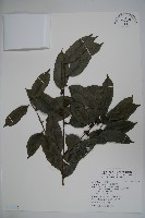 藏品(臺灣糊樗)的圖片