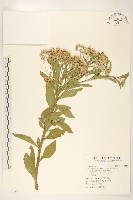 藏品(翼莖闊苞菊)的圖片