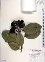 藏品(菲律賓厚殼桂)的圖片