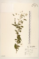 藏品(一枝香)的圖片