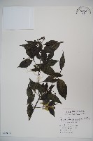 藏品(玉山糯米樹、狹葉糯米樹)的圖片