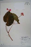 藏品(溪頭秋海棠)的圖片