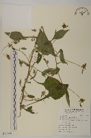 藏品(黃金珠)的圖片