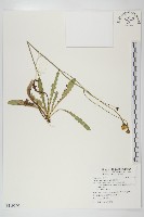 藏品(貓兒菊)的圖片