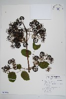 藏品(食用土當歸)的圖片