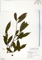 藏品(台灣楊桐)的圖片