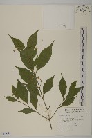 藏品(大丁黃)的圖片