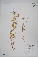 藏品(短穗假千日紅)的圖片