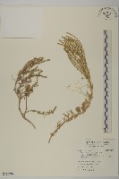 藏品(裸花鹼蓬)的圖片