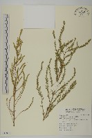 藏品(茵蔯蒿)的圖片