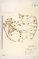 藏品(天蓬草舅)的圖片