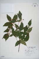 藏品(紅子莢迷)的圖片