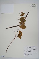 藏品(酸藤)的圖片