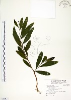 藏品(相思樹)的圖片