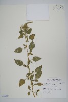 藏品(野莧菜)的圖片