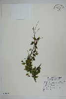 藏品(燈稱花、烏雞骨)的圖片