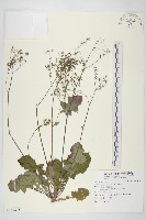 藏品(黃鵪菜)的圖片