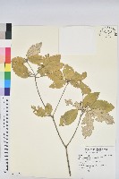 藏品(裡白巴豆)的圖片