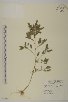 藏品(小葉藜)的圖片