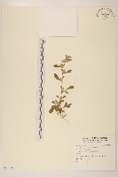 藏品(鼠麴舅)的圖片