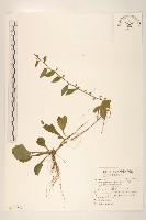 藏品(秋分草)的圖片