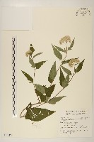 藏品(台灣澤蘭)的圖片