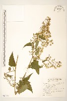 藏品(蔓黃菀)的圖片