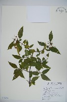 藏品(狹葉莢迷)的圖片