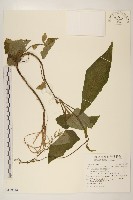 藏品(山苦藚、假福王草)的圖片