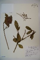 藏品(著生珊瑚樹)的圖片