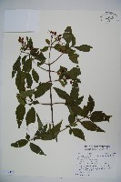 藏品(狹葉莢迷)的圖片