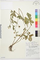 藏品(水辣菜、禺毛茛)的圖片