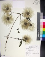 藏品(華中鐵線蓮)的圖片