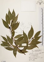 藏品(山肉桂、台灣肉桂)的圖片