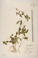 藏品(粗毛小米菊)的圖片