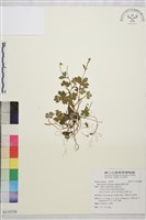 藏品(鹿場毛茛)的圖片