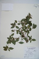 藏品(狹葉莢迷)的圖片