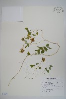 藏品(玉山山奶草)的圖片