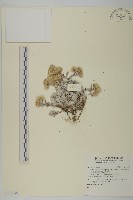 藏品(尼泊爾籟簫)的圖片