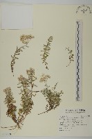 藏品(玉山抱莖籟簫)的圖片