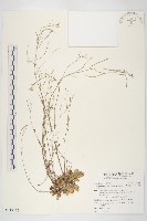 藏品(臺灣筷子芥)的圖片