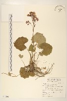 藏品(臺灣款冬)的圖片