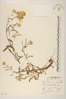 藏品(鼠麴草)的圖片