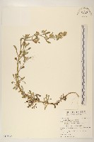 藏品(絲綿草)的圖片