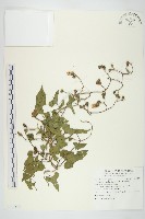 藏品(菜欒藤)的圖片