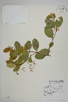 藏品(細梗絡石)的圖片