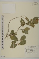 藏品(菱葉衛矛)的圖片