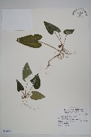 藏品(上花細辛)的圖片