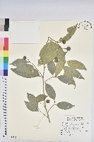 藏品(交力坪鐵色)的圖片