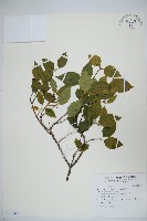 藏品(紅子莢迷)的圖片